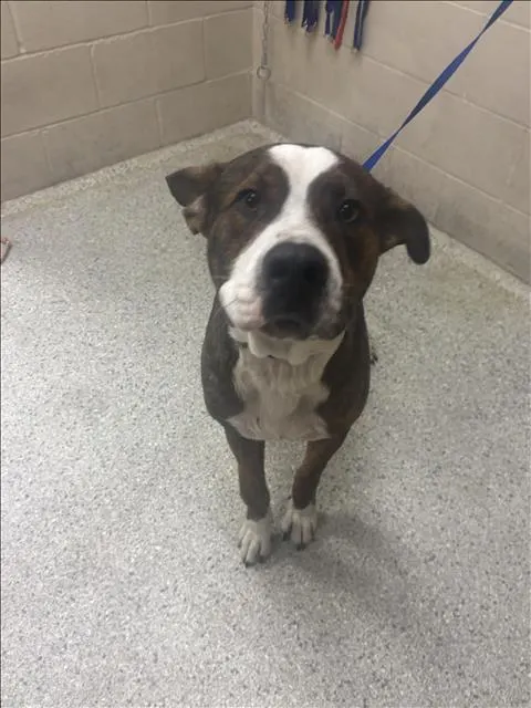 Adoptable Dog