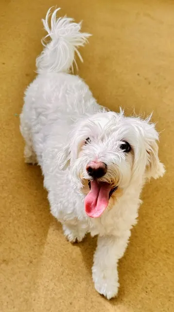 Maximus