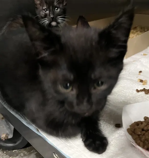 Adoptable Cat