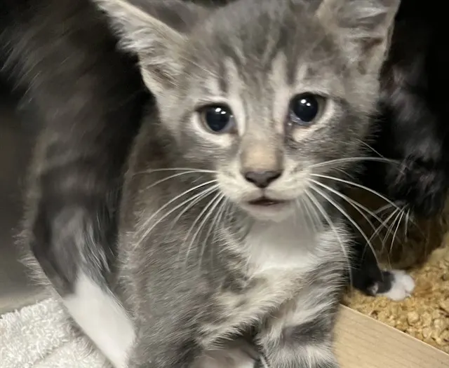 Adoptable Cat