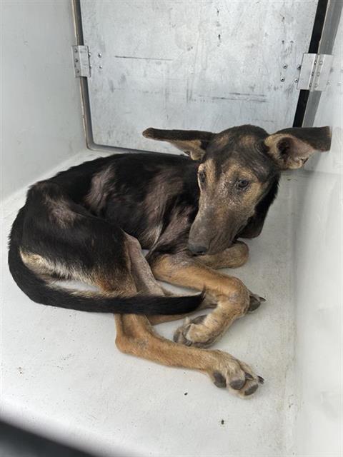 Adoptable Dog