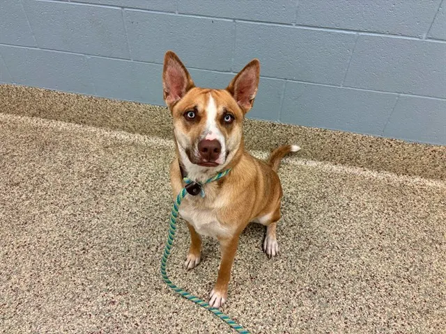 Bowie