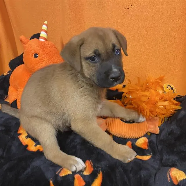 Adoptable Dog