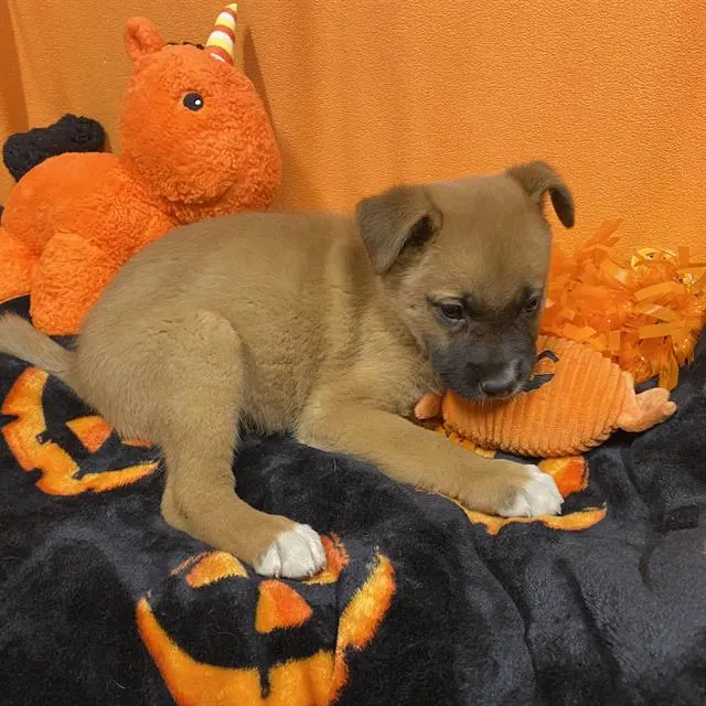 Adoptable Dog