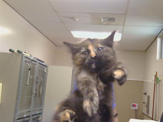 Adoptable Cat