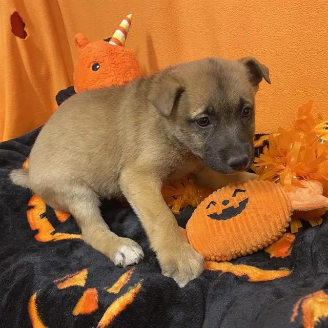 Adoptable Dog