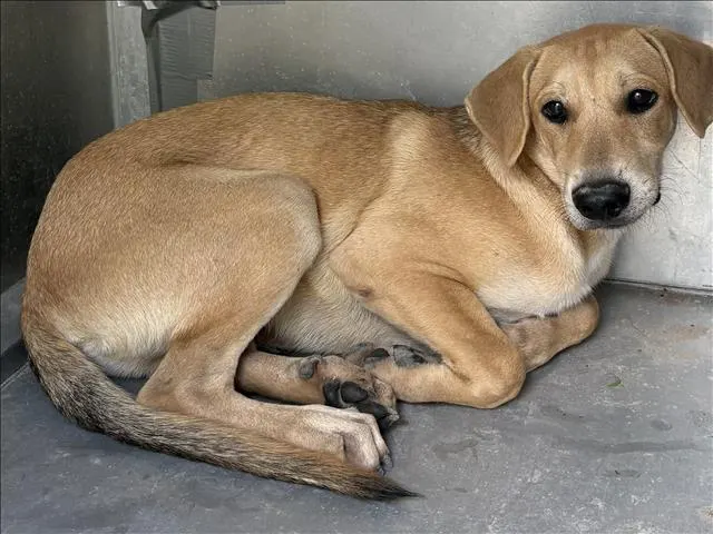 Adoptable Dog