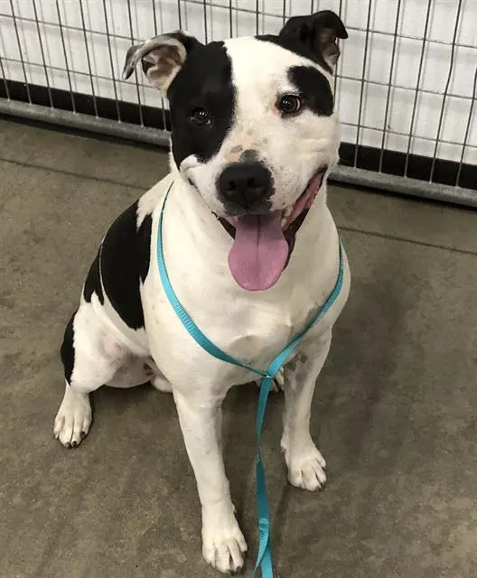 Adoptable Dog