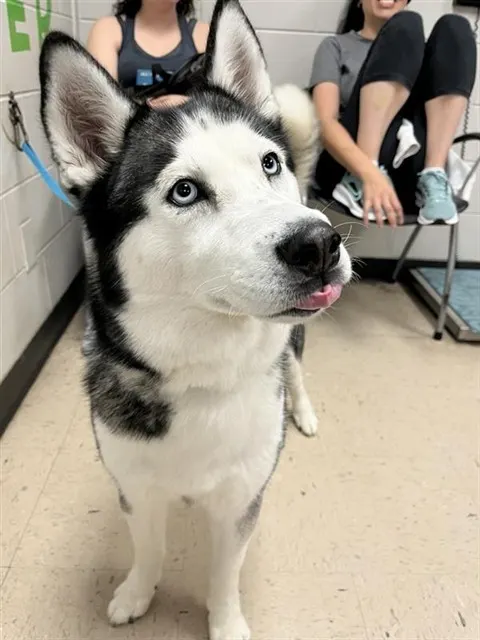 Adoptable Dog