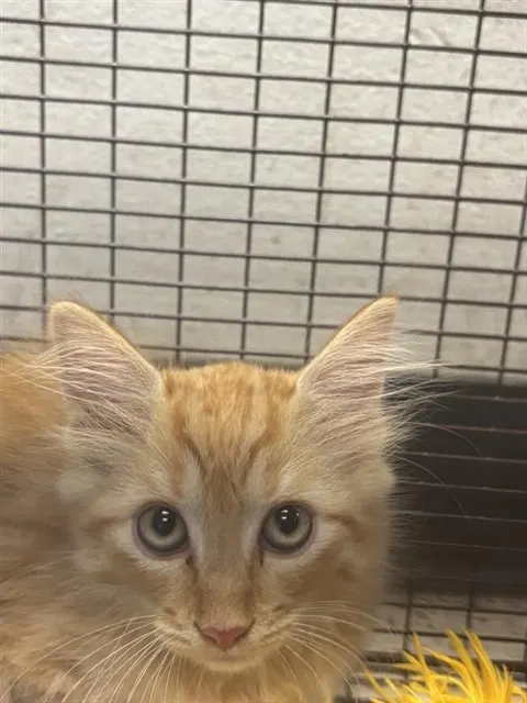 Adoptable Cat