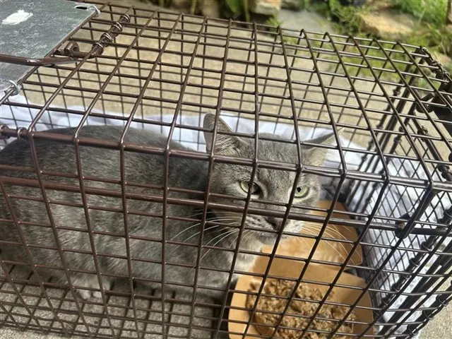 Adoptable Cat