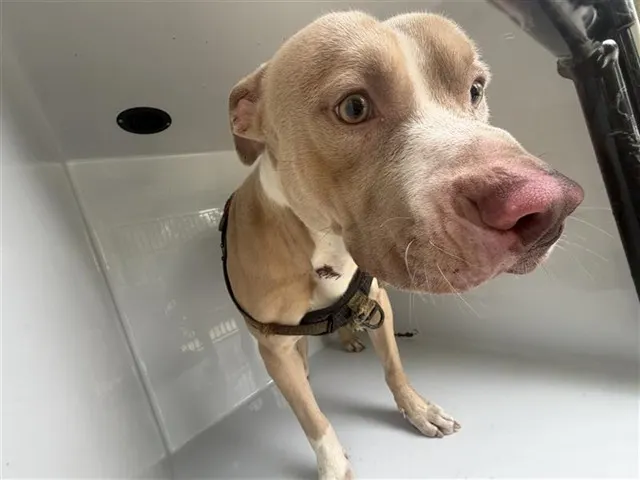 Adoptable Dog