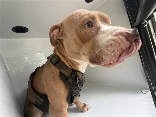 Adoptable Dog