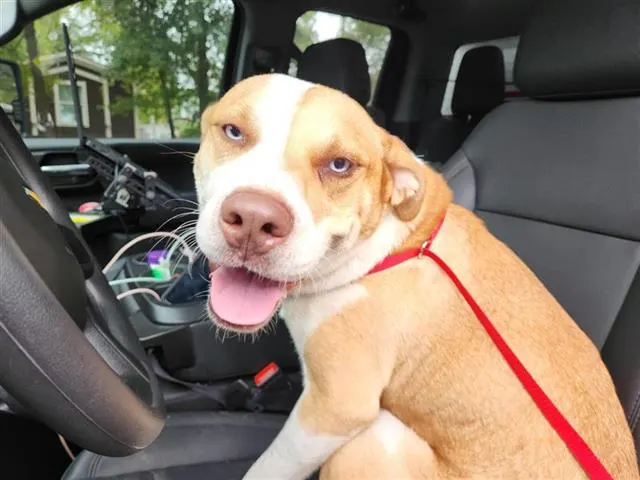 Adoptable Dog