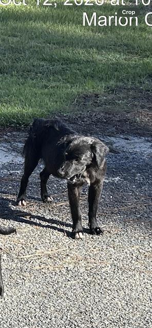 Adoptable Dog
