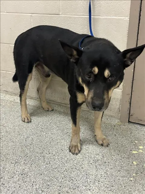 Adoptable Dog
