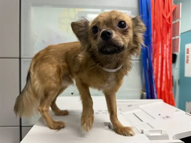 Adoptable Dog