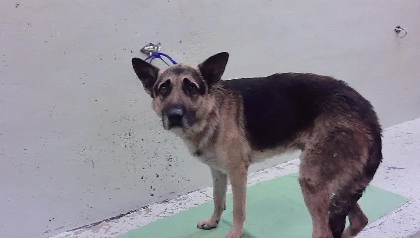 Adoptable Dog