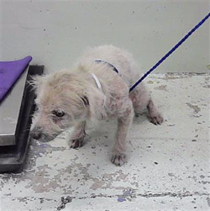 Adoptable Dog