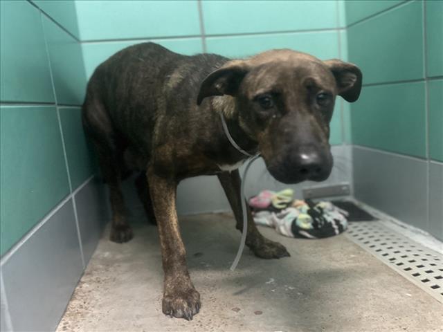Adoptable Dog