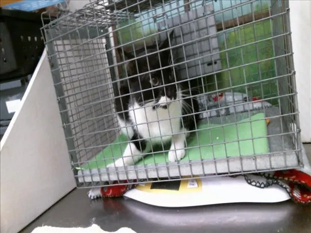 Adoptable Cat