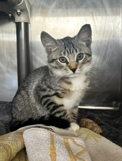 Adoptable Cat
