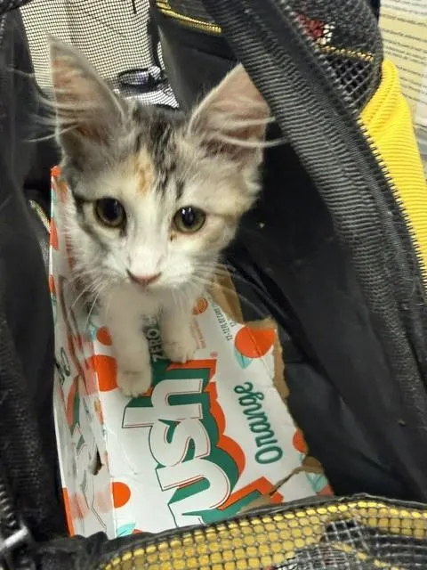 Adoptable Cat