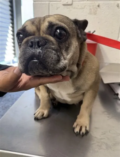 Adoptable Dog