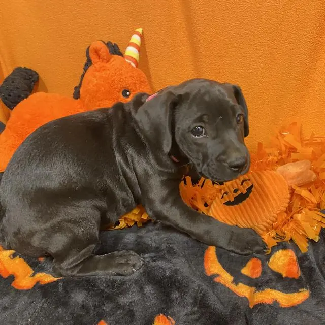 Adoptable Dog