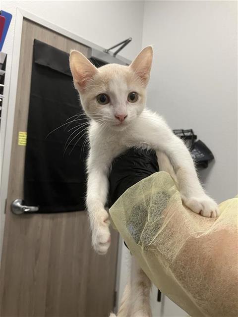 Adoptable Cat