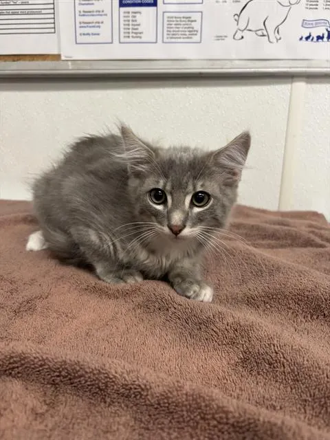 Adoptable Cat