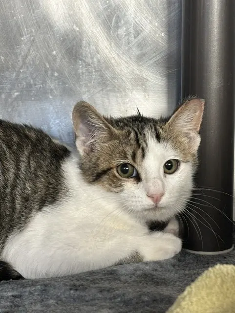 Adoptable Cat