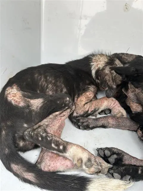 Adoptable Dog