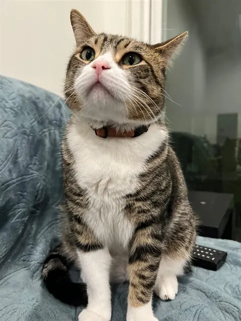 Romeo