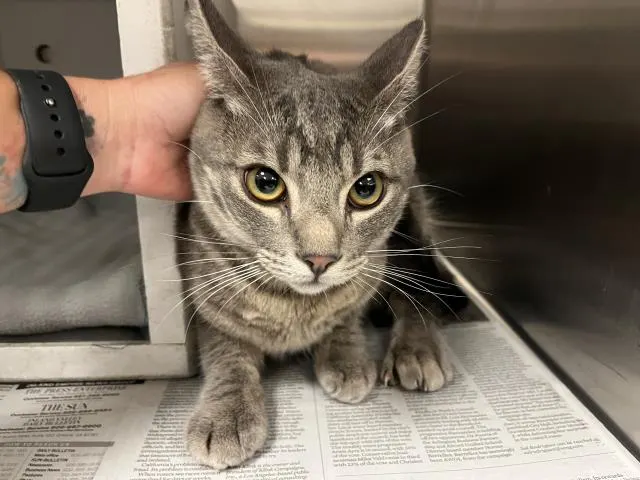 Adoptable Cat