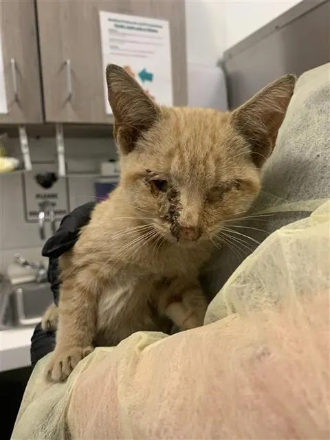 Adoptable Cat