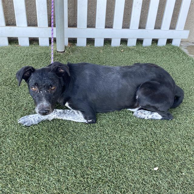 Adoptable Dog