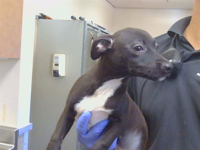 Adoptable Dog