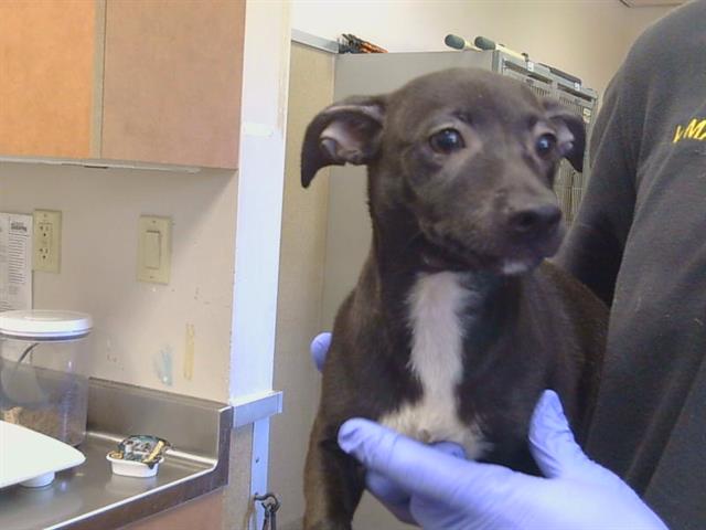 Adoptable Dog