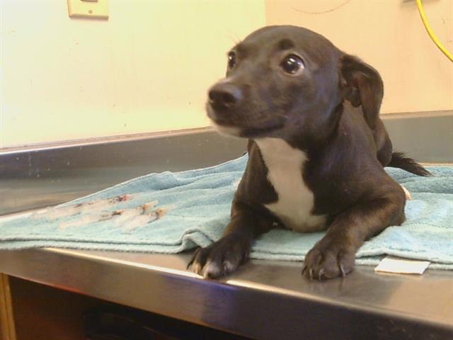Adoptable Dog