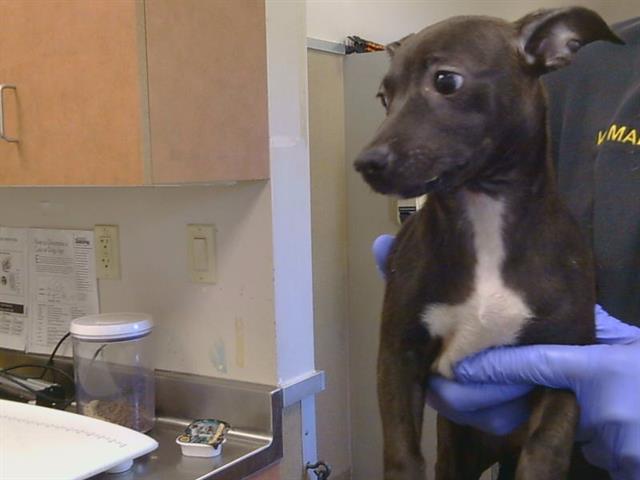 Adoptable Dog