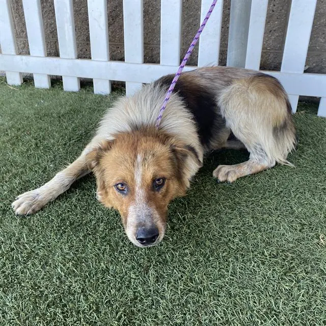 Adoptable Dog