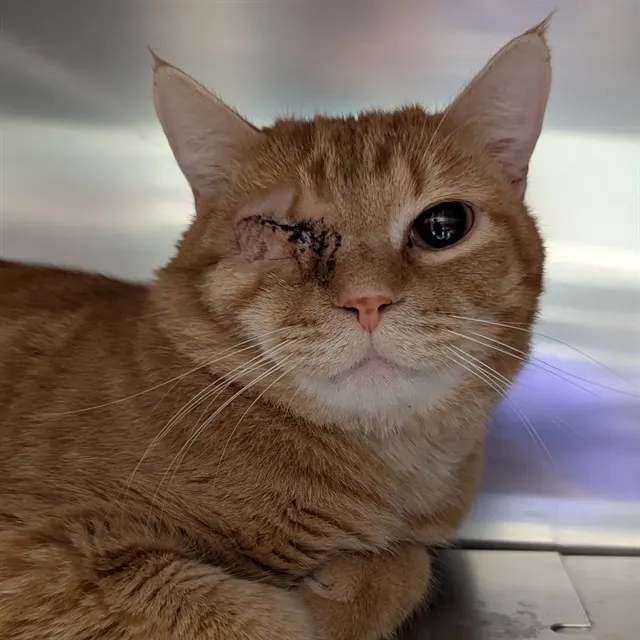 Marmalade