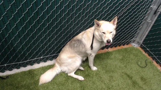 Kaya