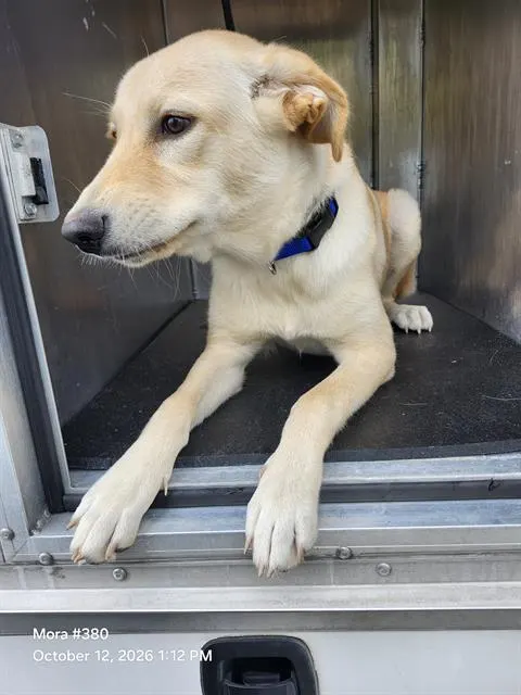Adoptable Dog