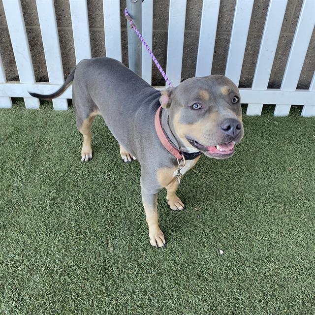 Adoptable Dog