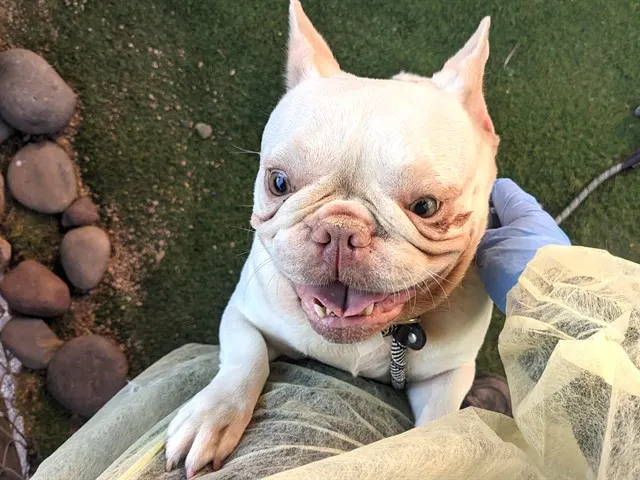 Bella
