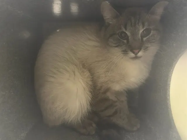 Fritter In The Barn