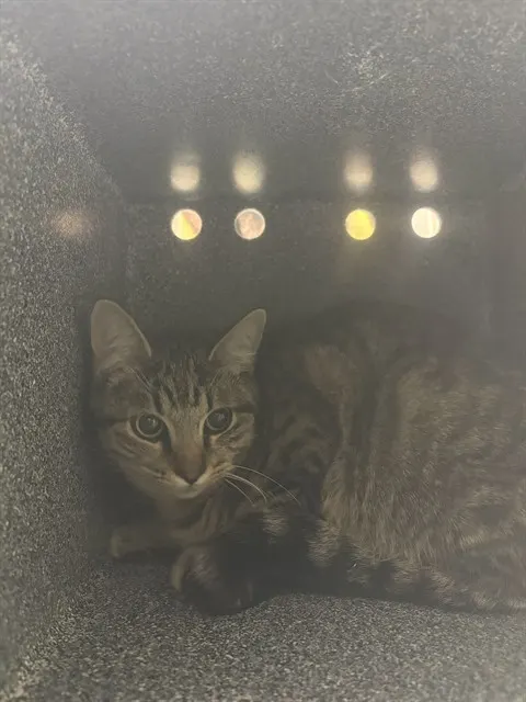 Purrdy