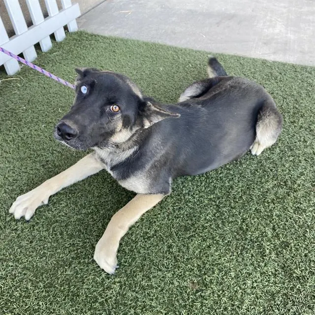 Adoptable Dog